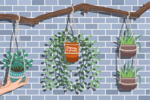 Hanging Planters | CrunchyTales